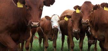 Nowe ogniska choroby niebieskiego języka. GLW potwierdza