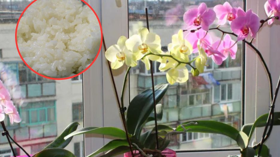 Jak odpowiednio dbać o orchideę? Jest jeden prosty trik