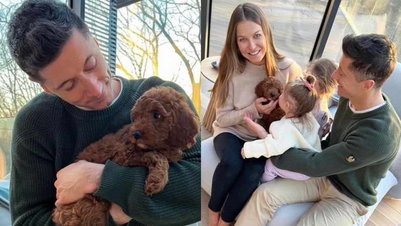 Sędzia kynologiczny krytykuje wybór pseudohodowli przez Roberta Lewandowskiego i Annę Lewandowską