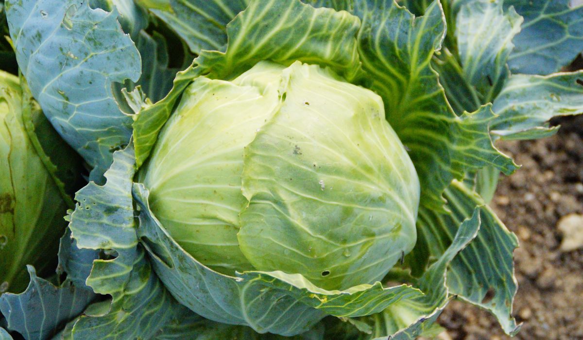 Surówka z młodej kapusty to po pierwsze smak, po drugie zdrowie