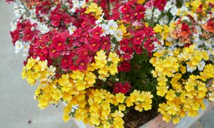 Posadź już teraz. Będzie zdobić balkon do września