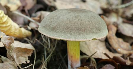 Raczej nie zbieramy tego grzyba z zamszowym kapeluszem. Wytrawni grzybiarze wiedzą, że jest rewelacyjny do pierogów