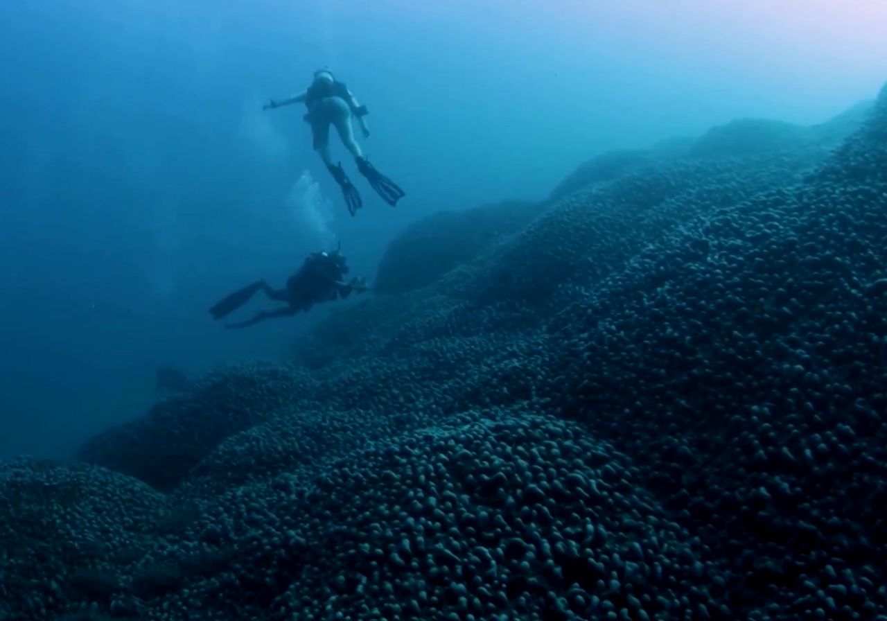 Ancient coral behemoth discovered near Solomon Islands