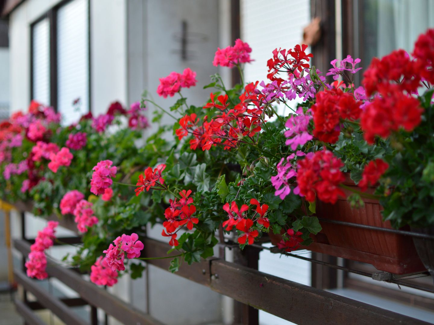 Babciny sposób na zimowanie pelargonii. Wiosną bujnie rozkwitną