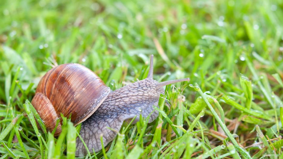 Jak pozbyć się ślimaków z ogrodu?