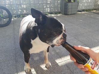 Przetestowaliśmy, a dokładniej Tołdi, "piwo" dla psów. "Rzucił się na butelkę, chciał pić prosto z niej"