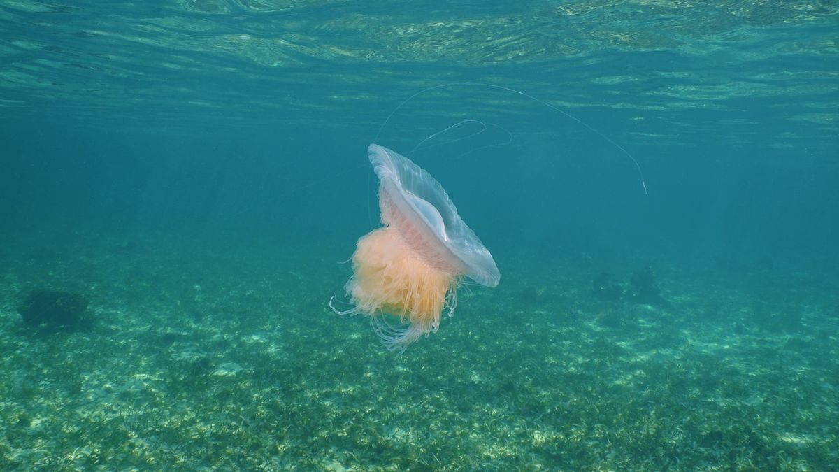 Te gigantyczne meduzy wyglądają impoująco 