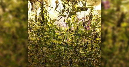 Plantacja marihuany była ukryta w garażu. 38-latkowi grozi 8 lat więzienia