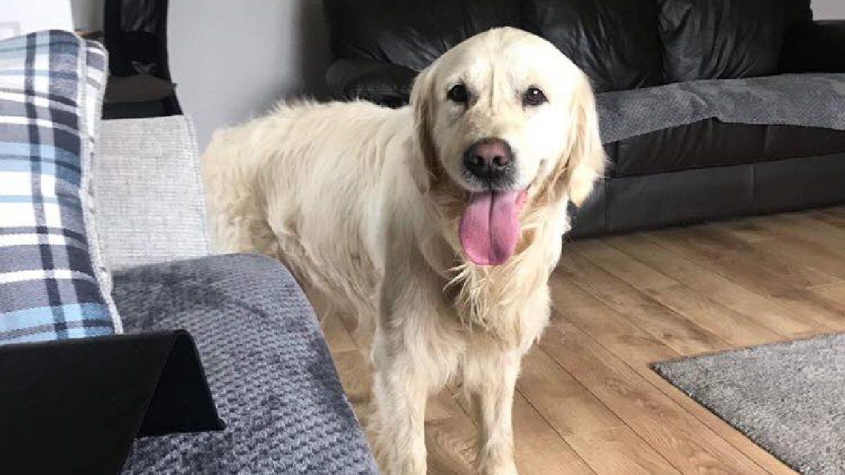 Dla tego psiaka odległość nie miała znaczenia - chciał wrócić do swoich ukochanych właścicieli!