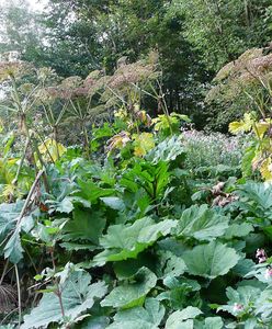 "Obcy się budzi". Ostrzegają przed barszczem Sosnowskiego