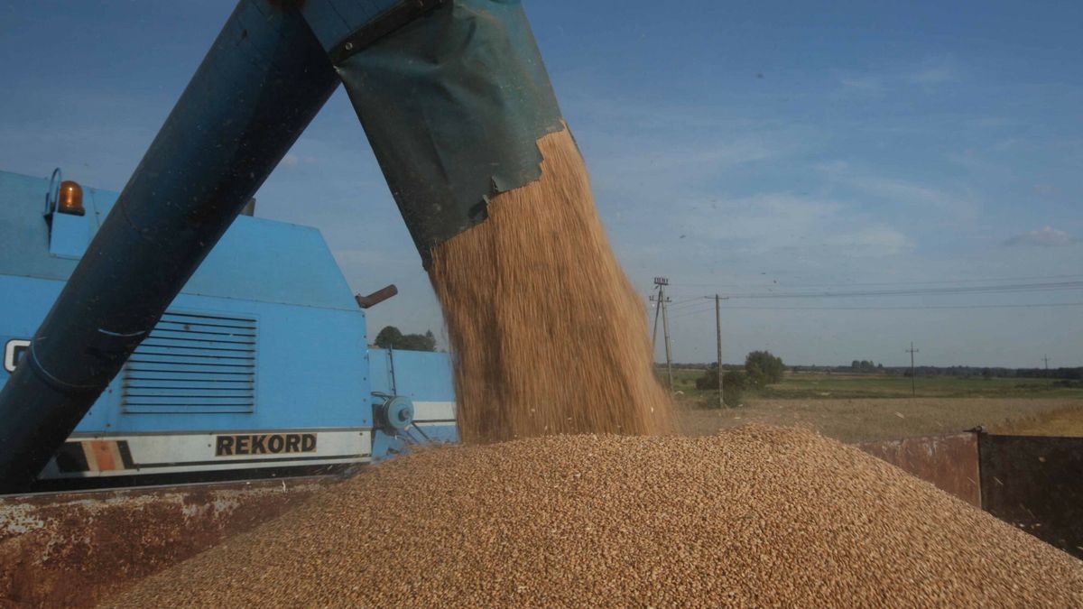 Zniwa na Lubelszczyznie
PHOTO: STANISLAW KOWALCZUK / EAST NEWS  07 / 08 / 2010 LUBELSKIE LUKOWEK  ZNIWA NA LUBELSZCZYZNIE. ZBIORY TEGO ROKU BEDA NIZSZE O OK. 15%. ROSJA ZAKAZALA EKSPORTU ZBOZ.  N / Z WYSYPYWANIE ZIARNA
STANISLAW KOWALCZUK