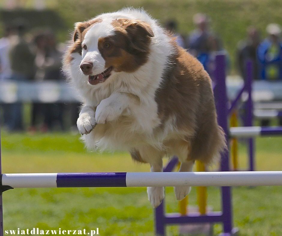 agility czy warto