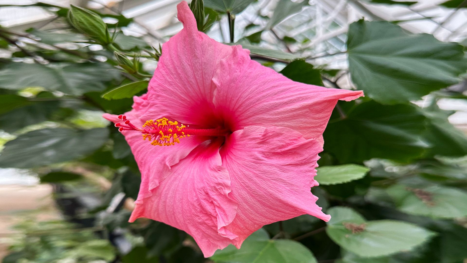 Hibiskus to roślina o potwierdzonym działaniu prozdrowotnym.