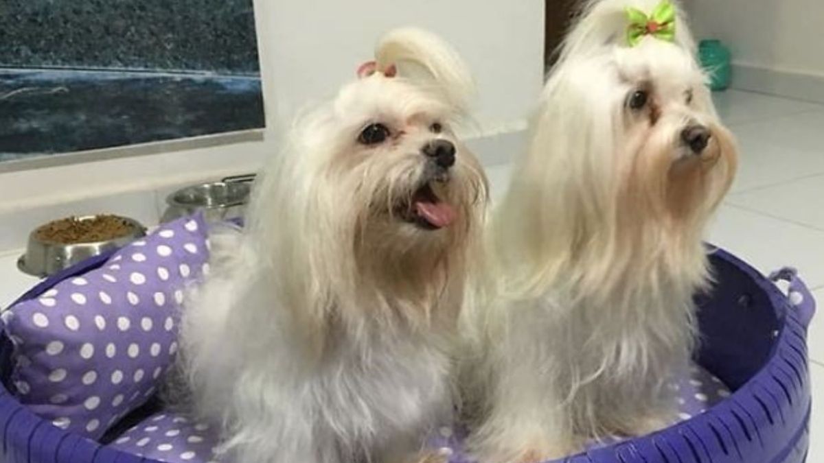 Amarildo Silva Filho wpadł na pomysł, jak pomóc bezdomnym psom i kotom 