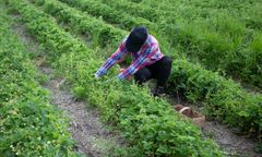 Tłumy większe niż na pielgrzymkach. Rolnik wprowadził zapisy