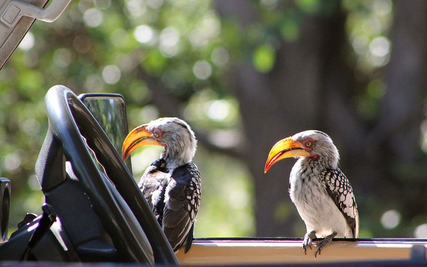 Konkurs Comedy Wildlife Photography Awards - fotografia dzikich zwierząt na wesoło 6