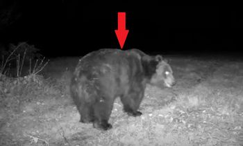 "Potężny misiaczek" przyłapany w nocy. Wideo niesie się po sieci