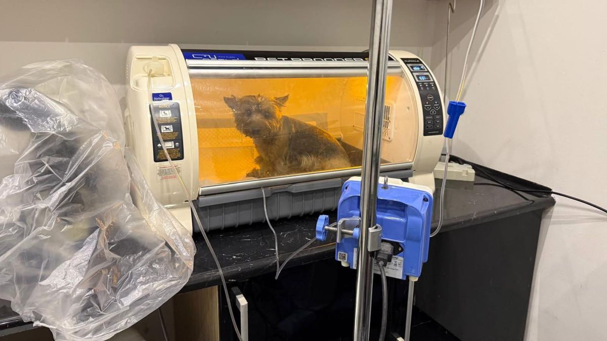 Niesie się zdjęcie psa z Kielc.