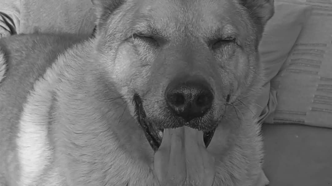 Jak godnie pochować ukochanego pupila?