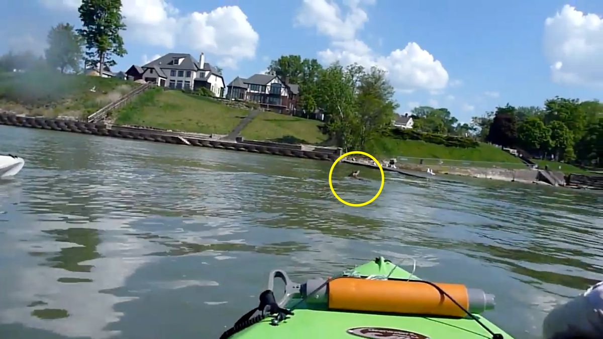 Fotograf uratował mu życie. Jeleń mógł się utopić 1