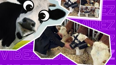 Witamy w Matriksie: krowy z GOGLAMI VR dają więcej mleka XDDD