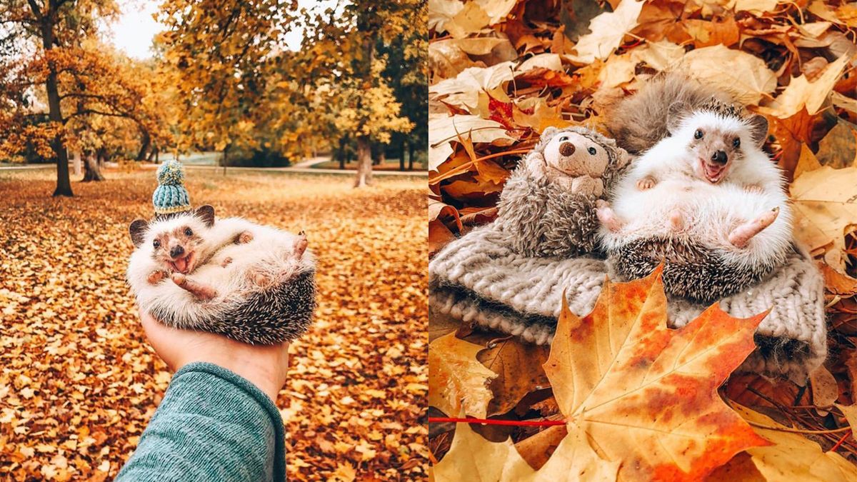 Zdjęcia uroczego jeża w sam raz na jesienną chandrę 1