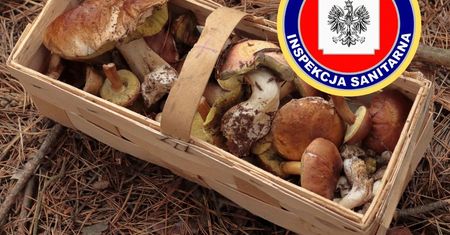 Dziecko prawie zmarło przez grzyby. Jest reakcja GIS-u