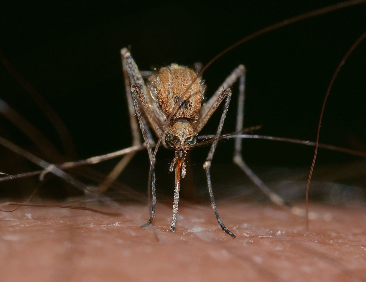Jak zwalczać komary? Technologia kontra bzyczący intruzi