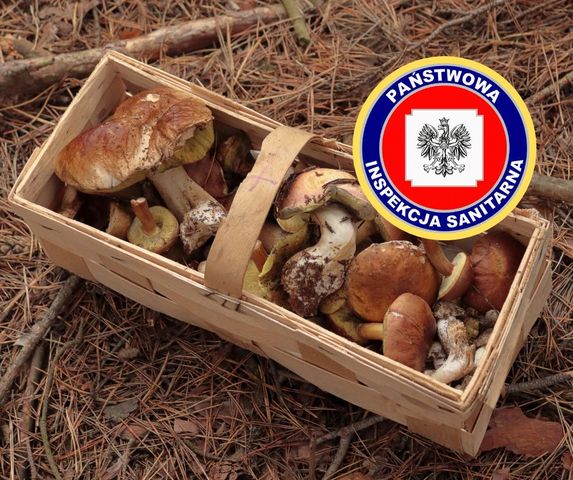 Dziecko zatruło się muchomorem. Lekarze przeszczepili mu wątrobę