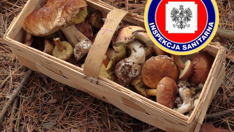 Dziecko zatruło się muchomorem. Lekarze przeszczepili mu wątrobę