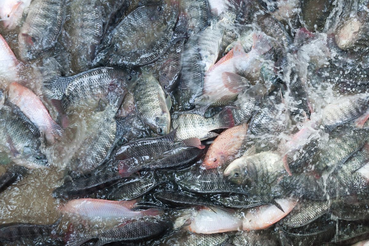 Tilapia lives and dies in terrible conditions.