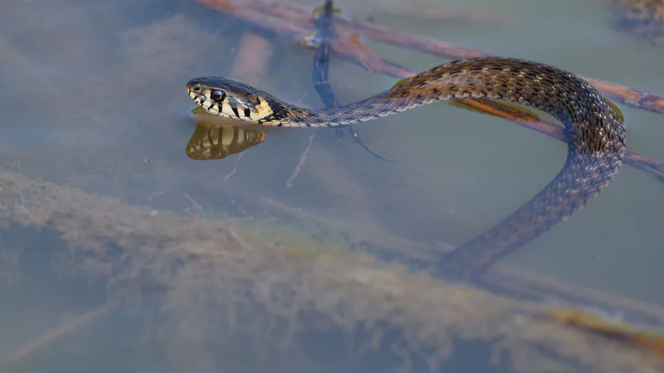 Pływające węże w Polsce