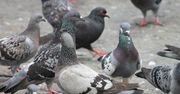 Nie wpadlibyście na to. Tak w Belgii pozbędą się nadmiaru gołębi