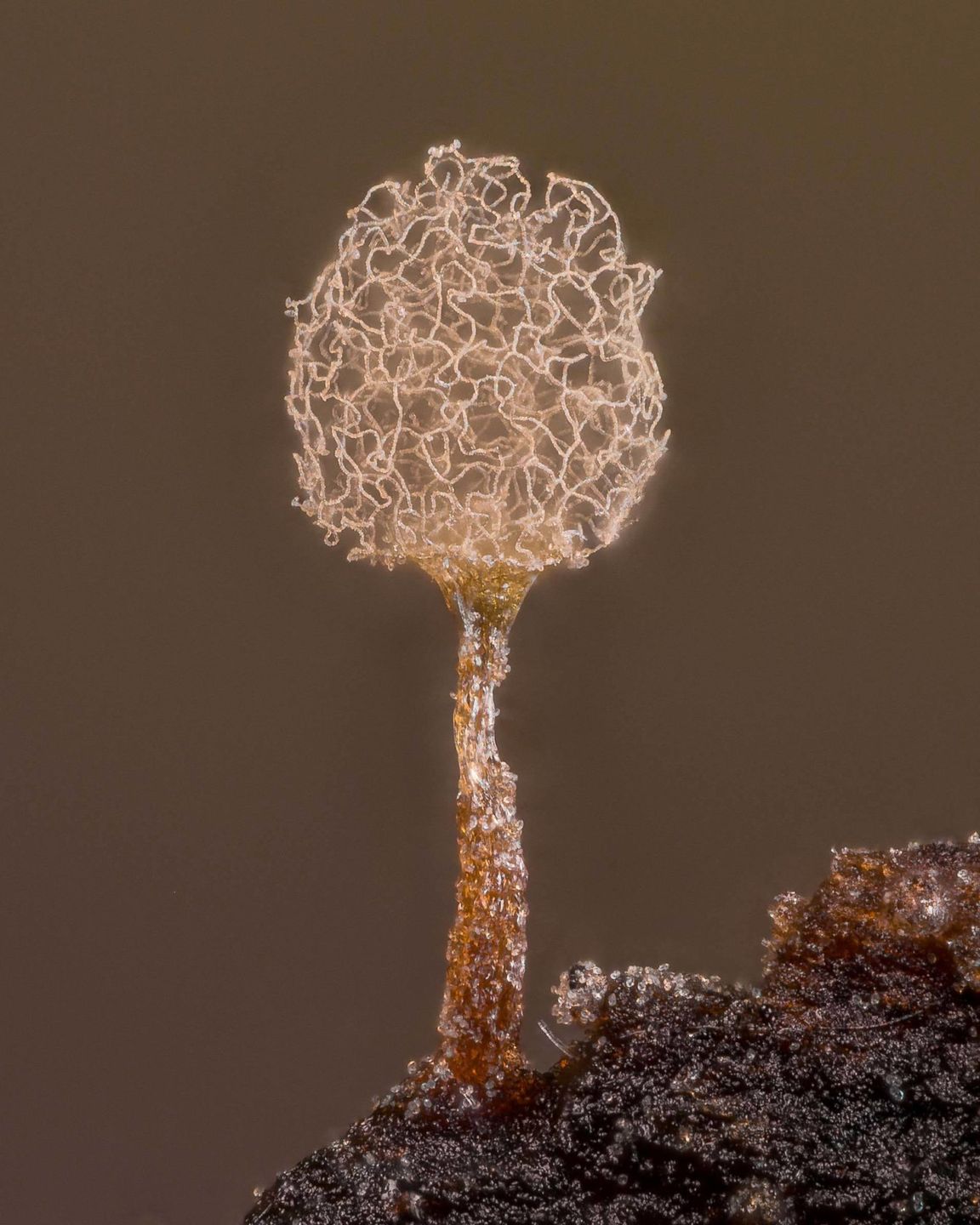 Małe jest piękne. Oto zwycięskie zdjęcia konkursu Nikon Small World 2021 20