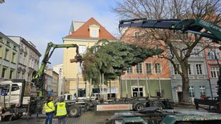 Zielona Góra: Choinka od leśników z Babimostu. Jak Wam się podoba?