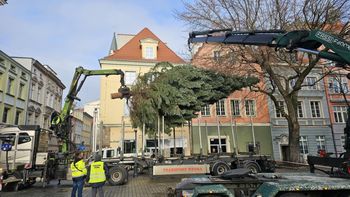 Zielona Góra: Choinka od leśników z Babimostu. Jak Wam się podoba?