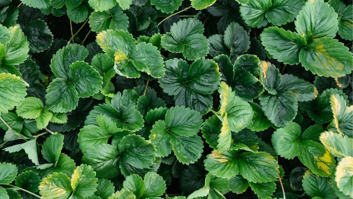 Liście poziomki - wymieniamy ich niezwykłe właściwości