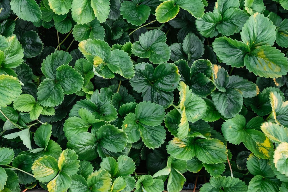 Strawberry leaves - we list their remarkable properties