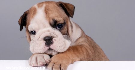 Buldog angielski: Cudowny towarzysz czy wymagający pies?