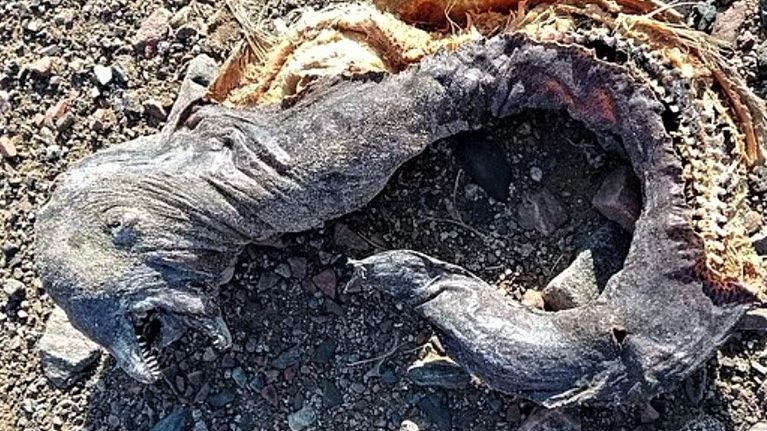 Stwór wyglądał przerażająco 