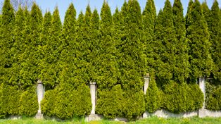 Ani centymetra więcej. Przy wyższych tujach sąsiad może iść do sądu