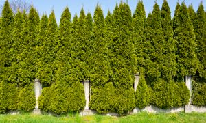 Ani centymetra więcej. Przy wyższych tujach sąsiad może iść do sądu