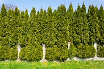 Ani centymetra więcej. Przy wyższych tujach sąsiad może iść do sądu