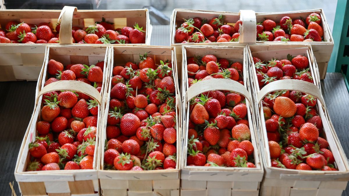 Warzywniak
23.05.2025. Krakow. Warzywniak na placu targowym. Rozpoczal sie  sezon na truskawki i nowalijki  Fot. Mateusz Kotowicz/REPORTER
Mateusz Kotowicz/REPORTER