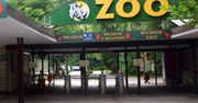 Poznań: Incydent w Nowym Zoo. Dyrekcja wyjaśnia szczegóły zdarzenia