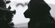 Niektóre choinki szkodzą psu i kotu. Niebezpieczne gatunki