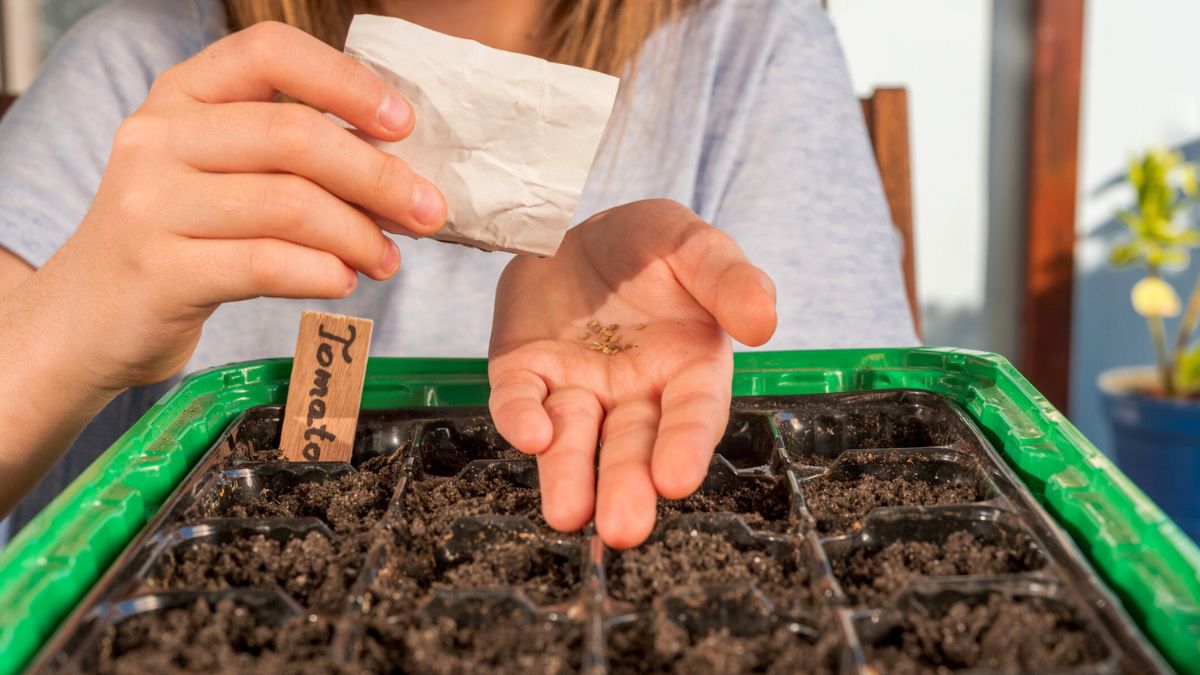 Kobieta sieje nasiona pomidorów
