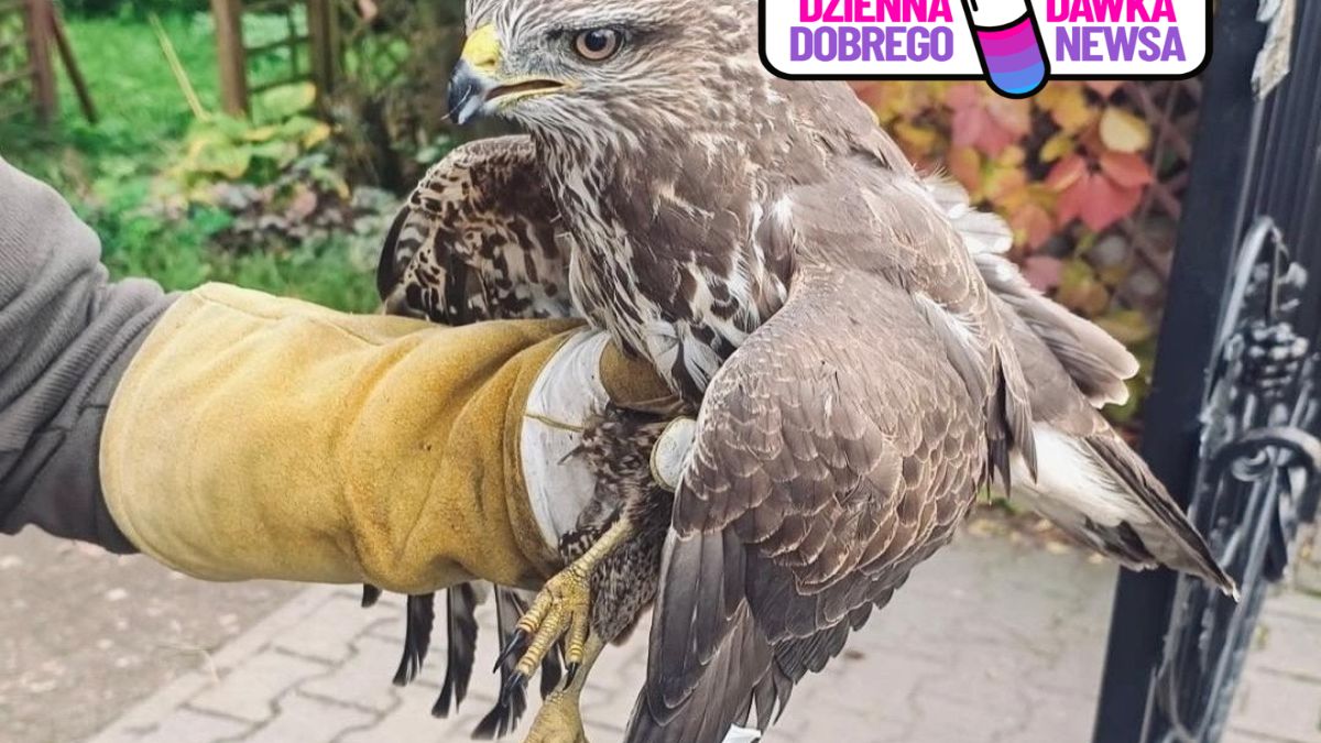 Policjant uratował rannego myszołowa