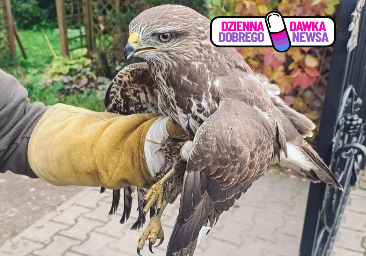 Policjant uratował rannego myszołowa. Ptak leżał na jezdni