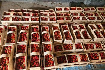 Ogłosili samozbiory. Tylko 7 czerwca. Cena może zaskoczyć